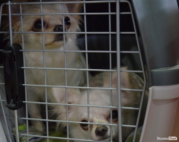 У Луцьку ‒ виставка собак. ФОТО