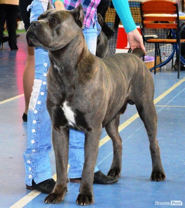 У Луцьку ‒ виставка собак. ФОТО