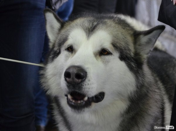 У Луцьку ‒ виставка собак. ФОТО