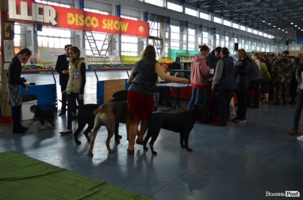 У Луцьку ‒ виставка собак. ФОТО