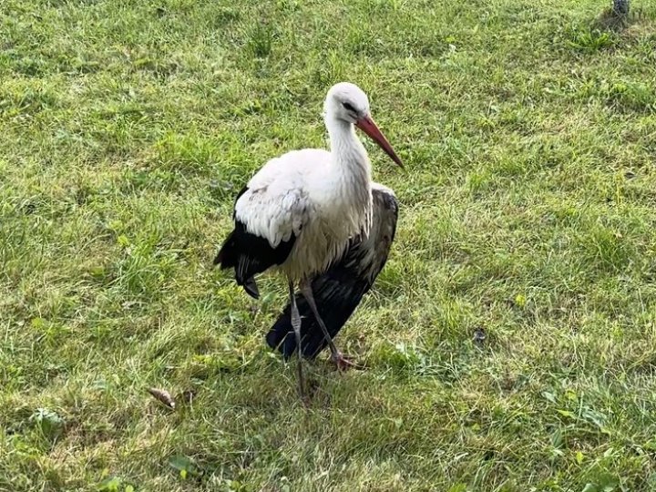 Волинянка прихистила травмованого лелеку. ВІДЕО