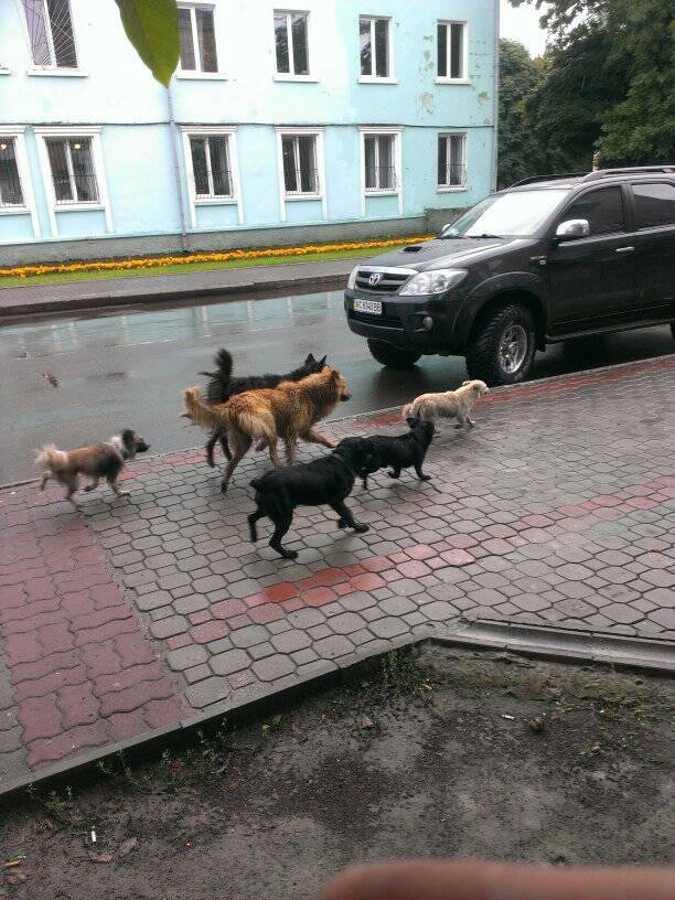 На Волині бродячі собаки покусали жінку