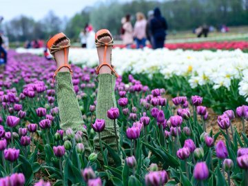Фестиваль «Волинська Голландія» продовжили до 4 травня