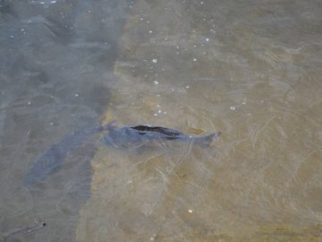 Назвали ймовірну причину загибелі риби у ковельському водосховищі 