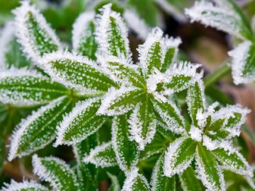 На Волині очікують сильних заморозків