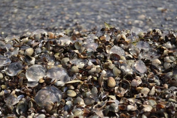 Фотовиставка Ольги Кошелєвої