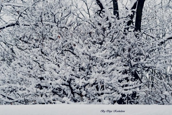 Фотовиставка Ольги Кошелєвої