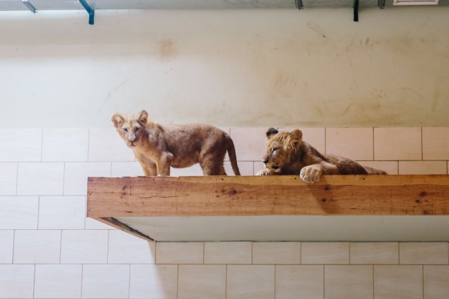 У Луцькому зоопарку – поповнення: у звіринці оселилися двоє левенят. ФОТО