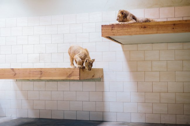 У Луцькому зоопарку – поповнення: у звіринці оселилися двоє левенят. ФОТО