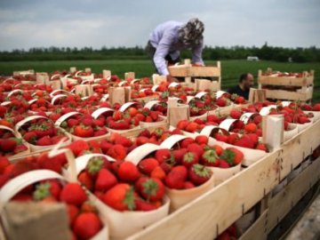 У Польщі не вистачає українських заробітчан: у які галузі кличуть працівників