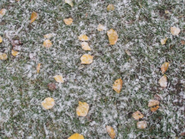 Мокрий і лапатий: на Волині - сніг. ФОТО