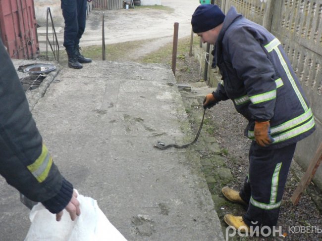 У місті на Волині  біля житлового будинку зловили чималого вужа. ФОТО