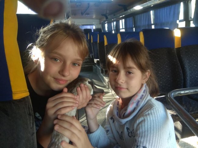 Урятованого молодого лебедя прилаштували в Луцький зоопарк. ФОТО