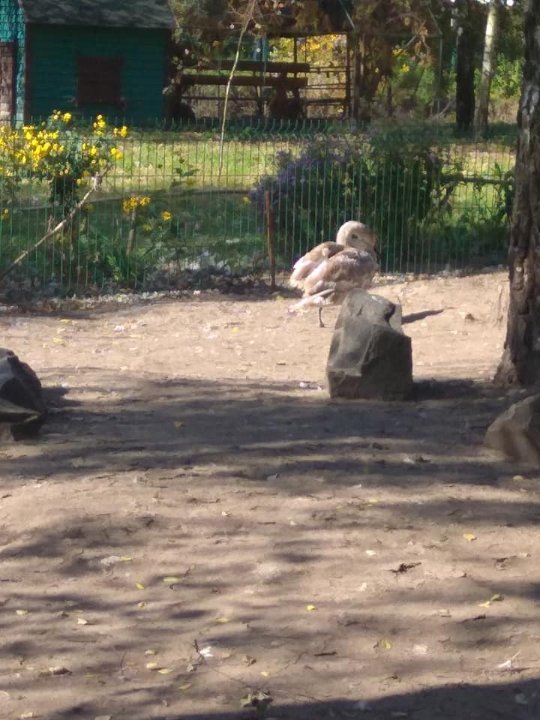 Урятованого молодого лебедя прилаштували в Луцький зоопарк. ФОТО