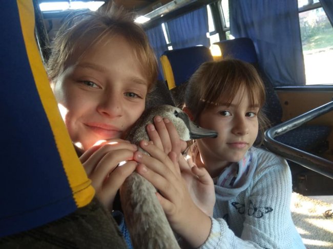 Урятованого молодого лебедя прилаштували в Луцький зоопарк. ФОТО