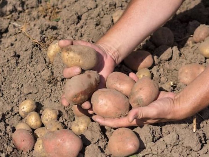 Ці сорти картоплі рясно родять і формують великі бульби за будь-яких погодних умов