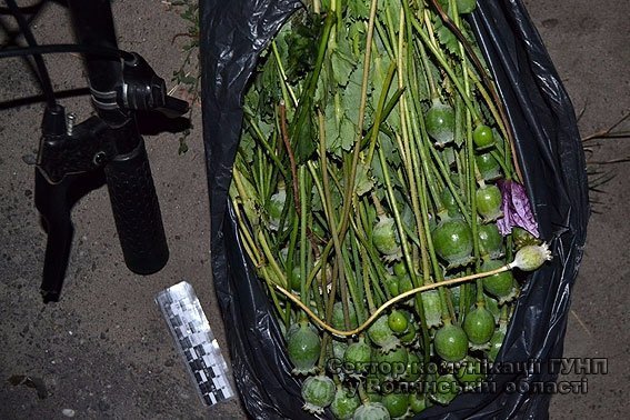 За вирощування снодійного маку волинянка заплатить штраф. ФОТО