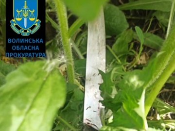 Убив рідного брата: 36-річний волинян втрапив за ґрати на вісім років