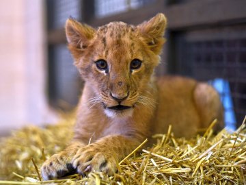 Попередньому власнику її подарували: у Луцькому зоопарку замешкала левичка Лана. ФОТО 