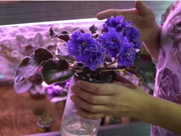 Лучанка вирощує понад 300 сортів фіалок та мріє стати селекціонеркою. ВІДЕО