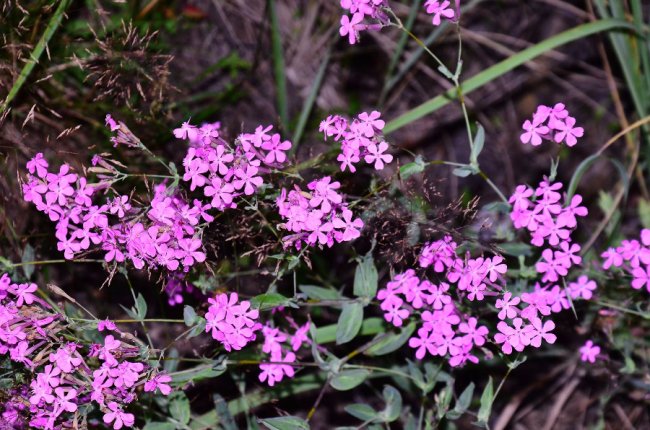 Рідкісна краса: фото червонокнижних рослин «Цуманської пущі»