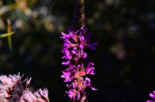 Рідкісна краса: фото червонокнижних рослин «Цуманської пущі»