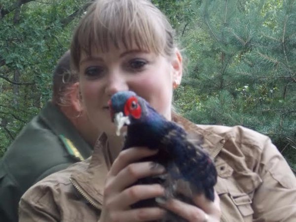 У волинських лісах оселилися десятки фазанів. ФОТО