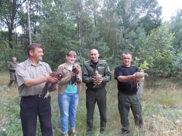 У волинських лісах оселилися десятки фазанів. ФОТО