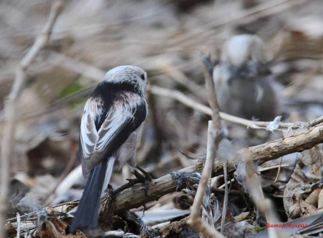 Ніби птахи прилетіли попрощатись: луцький фотограф присвятив добірку світлин загиблому Юрію Яцюку