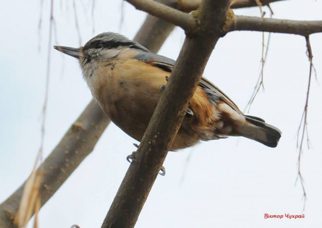 Ніби птахи прилетіли попрощатись: луцький фотограф присвятив добірку світлин загиблому Юрію Яцюку