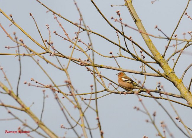 Ніби птахи прилетіли попрощатись: луцький фотограф присвятив добірку світлин загиблому Юрію Яцюку