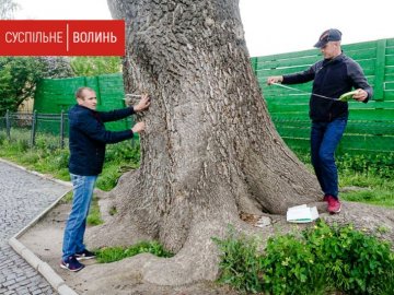 Вигниває середина: столичні науковці оглянули Лесин ясен у Луцьку. ВІДЕО