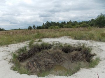 Розповіли, чому громаді не повернули «бурштинову» землю біля Маневичів