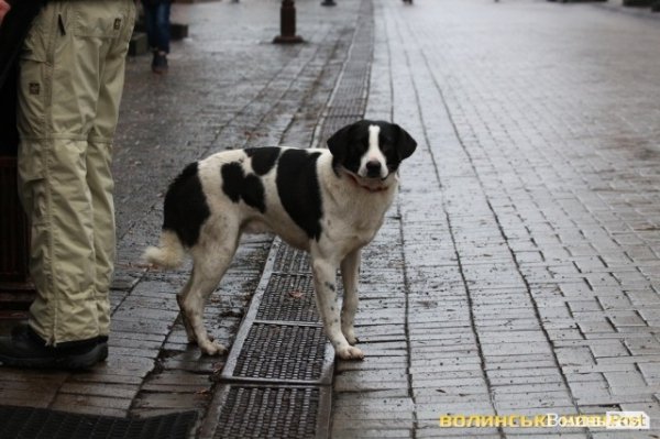Центр Луцька оповив дим: марш фанів «Волині»