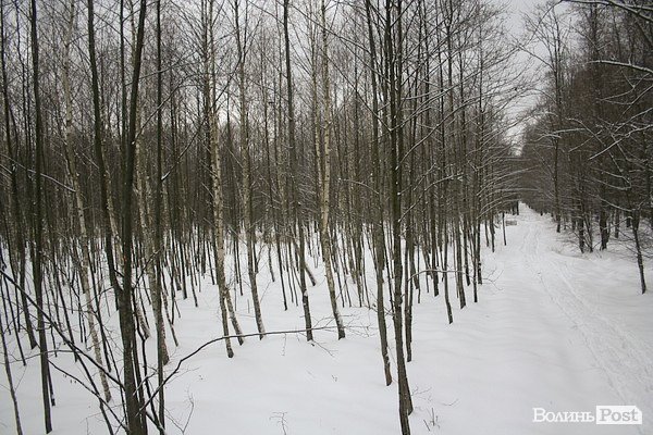 Волинські лісівники показали живих зубрів. ФОТО