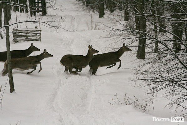 Волинські лісівники показали живих зубрів. ФОТО
