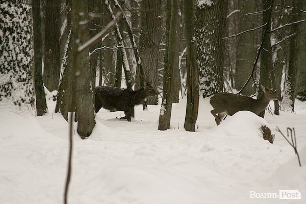 Волинські лісівники показали живих зубрів. ФОТО