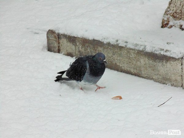 Луцьк засипало снігом. ФОТО