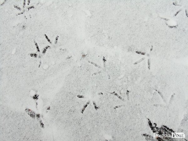 Луцьк засипало снігом. ФОТО