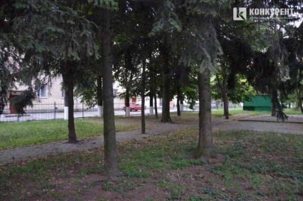 Частину дерев, які зріжуть, обіцяють компенсувати