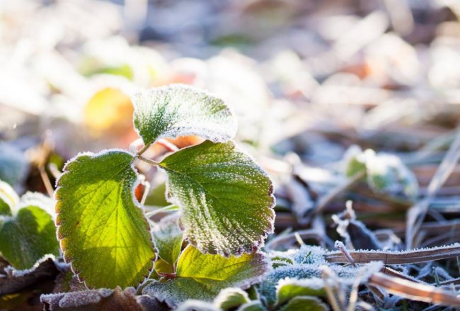 Осіння паморозь: фотограф показала неймовірні світлини волинської природи