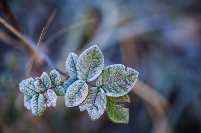 Осіння паморозь: фотограф показала неймовірні світлини волинської природи