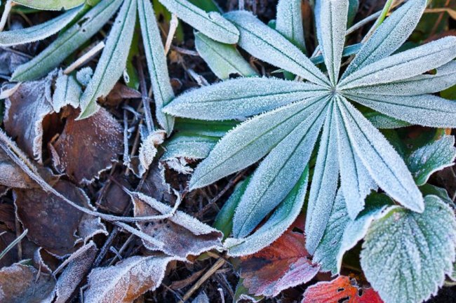 Осіння паморозь: фотограф показала неймовірні світлини волинської природи