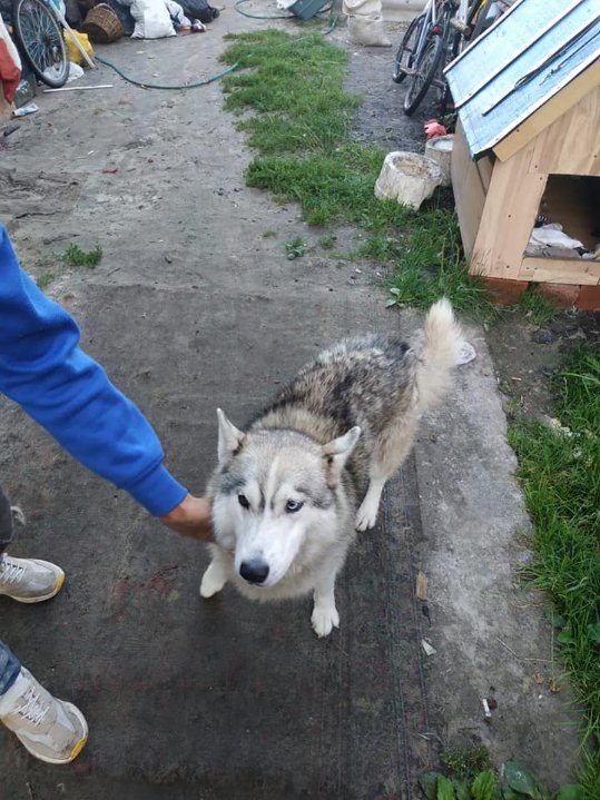 Викрав хаскі та велосипеди: на Волині затримали серійного злодія. ФОТО