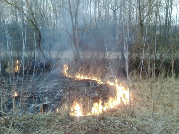 Волинянина притягнули до відповідальності за підпал сухої трави. ФОТО