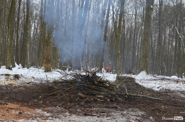 Жнива у зимовому лісі: як на Волині заготовляють деревину. ФОТО