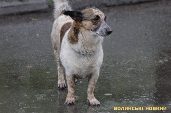 Відлов собак у Луцьку: рушниці, чіпи та гроші. ФОТО