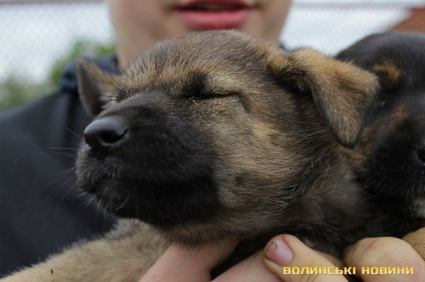 Відлов собак у Луцьку: рушниці, чіпи та гроші. ФОТО