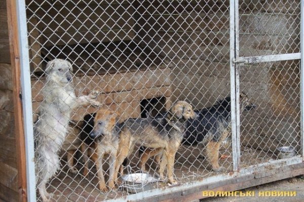 Відлов собак у Луцьку: рушниці, чіпи та гроші. ФОТО