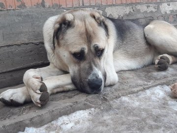 П'яний волинянин хотів повісити собаку